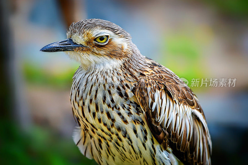 灌木石鸻(Burhinus grallarius)